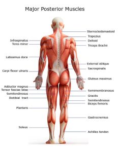 What Muscles Does Swimming Work?插图