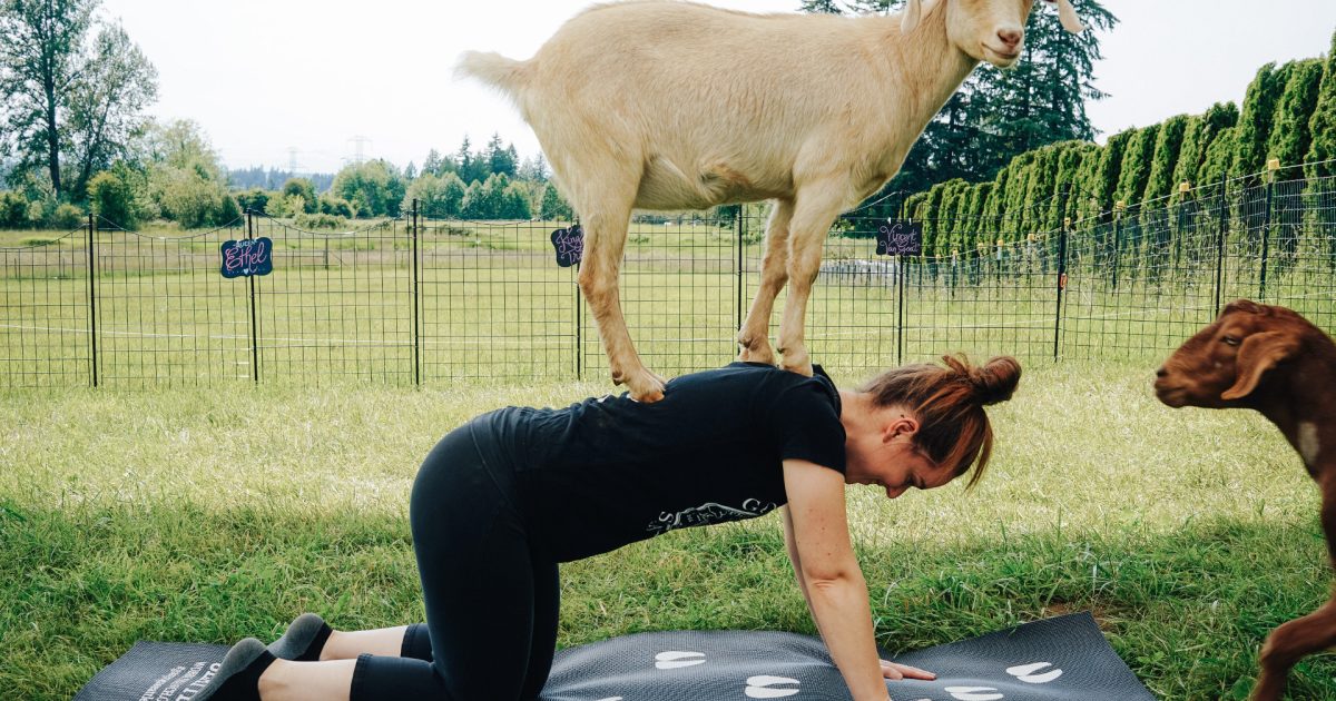 Goat-Yoga